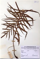 藏品(烏毛蕨)的圖片